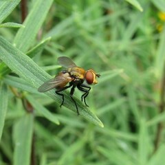 Gymnoclytia