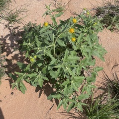 Verbesina encelioides