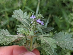 Verbena bracteata