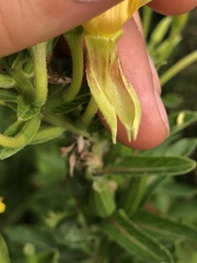 Oenothera parviflora