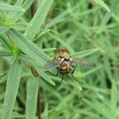 Gymnoclytia