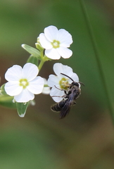 Tiphiinae