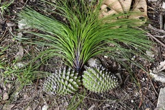 Pinus pseudostrobus apulcensis