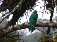 Pharomachrus auriceps