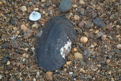 Unionidae