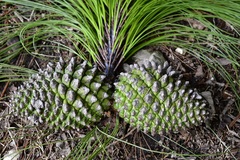 Pinus pseudostrobus apulcensis