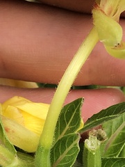 Oenothera parviflora