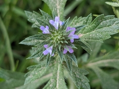 Verbena bracteata