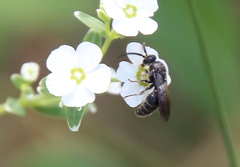 Tiphiinae
