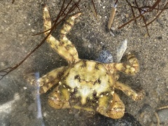 Hemigrapsus sanguineus