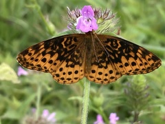 Boloria bellona