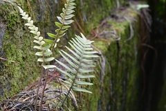 Polypodiaceae