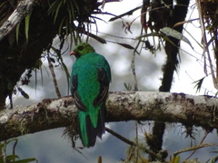 Pharomachrus auriceps