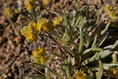 Ivesia muirii