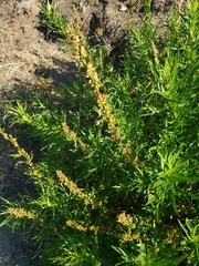 Rumex salicifolius