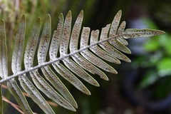 Polypodiaceae