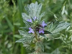 Verbena bracteata