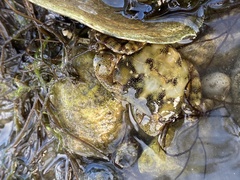 Hemigrapsus sanguineus