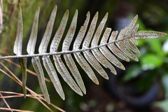 Polypodiaceae