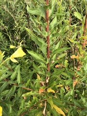 Oenothera parviflora