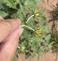 Verbesina encelioides