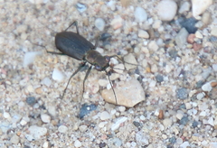 Cicindela punctulata