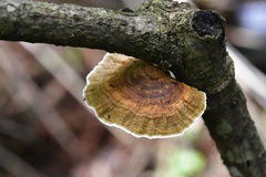 Hexagonia tenuis