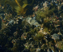Tetractenos glaber