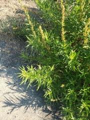 Rumex salicifolius