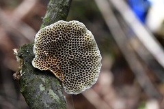 Hexagonia tenuis