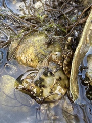 Hemigrapsus sanguineus