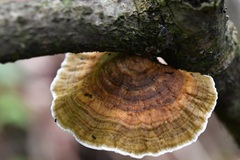 Hexagonia tenuis