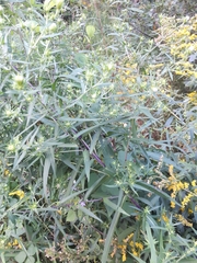 Symphyotrichum puniceum