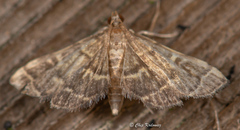 Anageshna primordialis