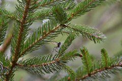 Pelecinus polyturator