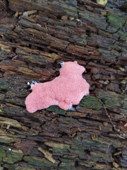 Tubifera ferruginosa