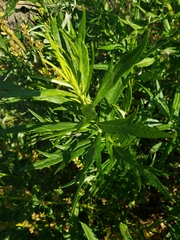 Rumex salicifolius