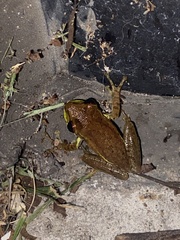 Osteopilus septentrionalis