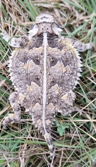 Phrynosoma cornutum
