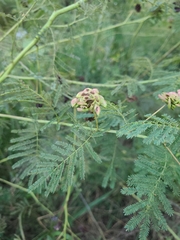 Desmanthus illinoensis