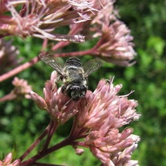 Megachile