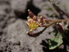 Rorippa curvisiliqua