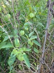 Physalis longifolia