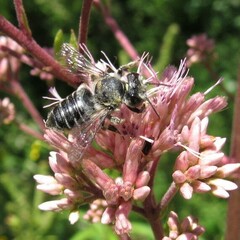 Megachile