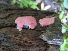 Tubifera ferruginosa