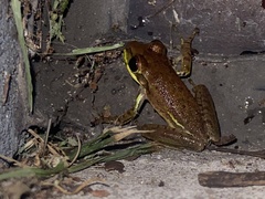 Osteopilus septentrionalis