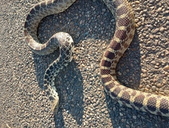 Pituophis catenifer sayi