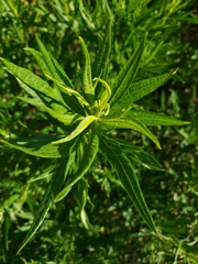 Rumex salicifolius