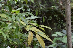 Quercus seemannii