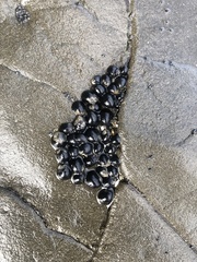 Nerita melanotragus